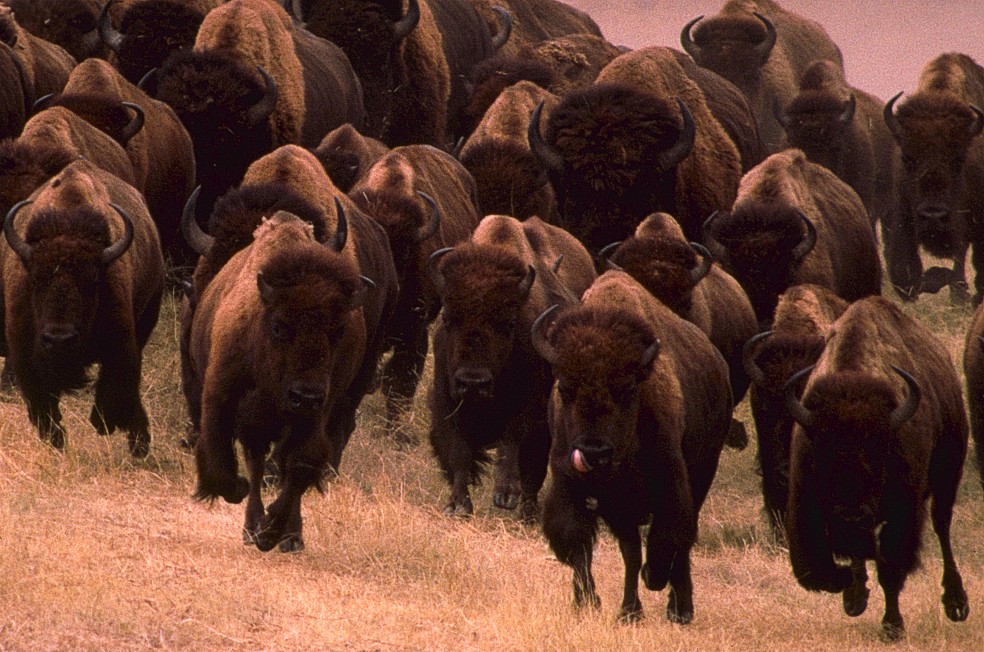 A thundering herd of bison